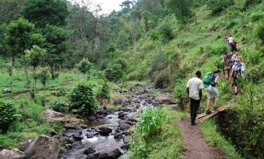 Hikers trekking through a lush green forest trail beside a rocky stream, surrounded by dense vegetation and high trees.