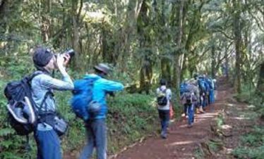 Trekkers in blue jackets and backpacks walk along a forest path on the Marangu route during a Kilimanjaro day tour in lush green surroundings.