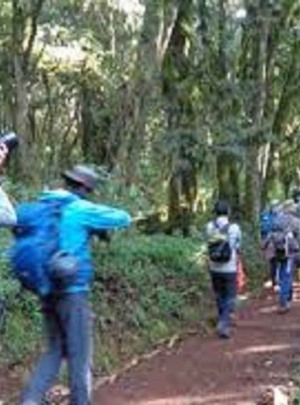Trekkers in blue jackets and backpacks walk along a forest path on the Marangu route during a Kilimanjaro day tour in lush green surroundings.