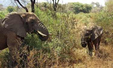 Two gray elephants with large tusks standing among dry grasses at Lake Manyara, Tanzania, with sparse trees and a warm, sunny landscape