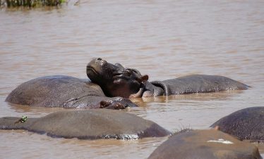 Hippos resting in the shallow muddy water of Lake Manyara in Tanzania, with smooth dark gray bodies partially submerged among rounded rocks.
