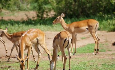 Several antelope graze and stand on a sunlit savanna at Lake Manyara National, with green trees and dusty ground behind them.