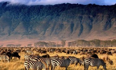Zebras graze among a vast wildebeest herd on dry golden grassland with steep forested cliffs rising in the background.
