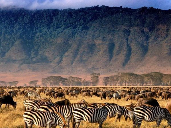 A large herd of zebras grazing in a grassy area with mountains in the background.