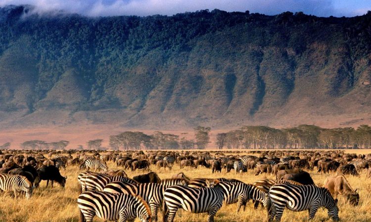 A large herd of zebras grazing in a grassy area with mountains in the background.
