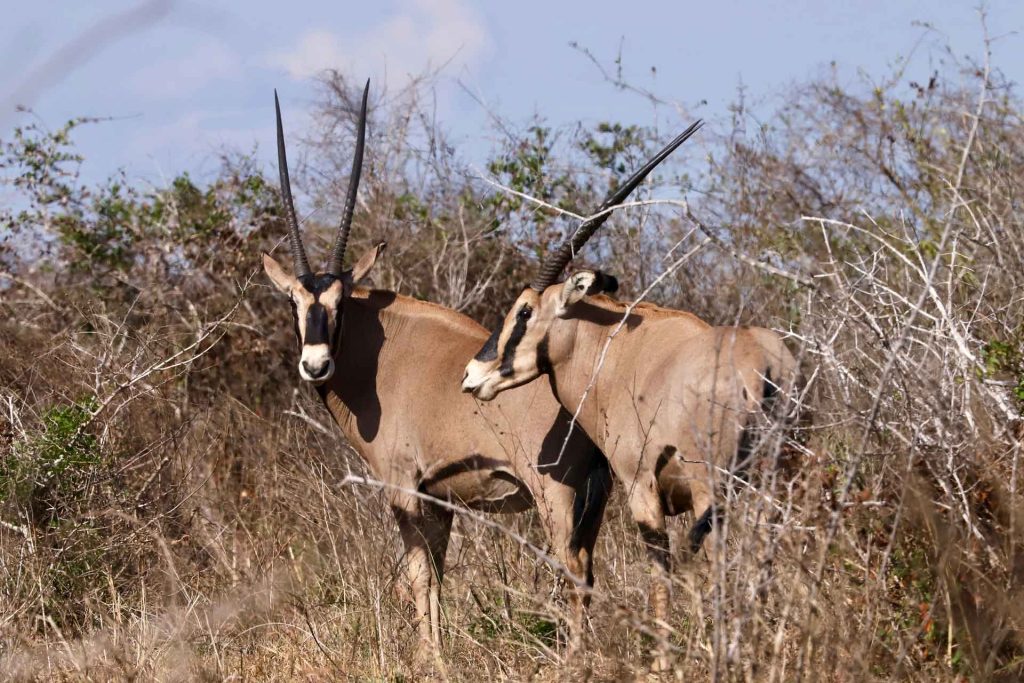 Two Oryx standing close together in a natural setting with sparse vegetation.