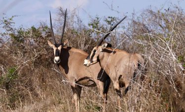 Two Oryx standing close together in a natural setting with sparse vegetation.
