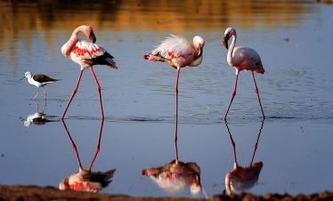 Three flamingos and a small wader stand in shallow water, with long reflections stretching across the calm surface.