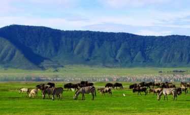 Herd of zebras and wildebeests grazing in Ngorongoro Crater with mountains in the background.