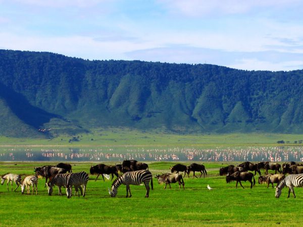 Herd of zebras and wildebeests grazing in Ngorongoro Crater with mountains in the background.