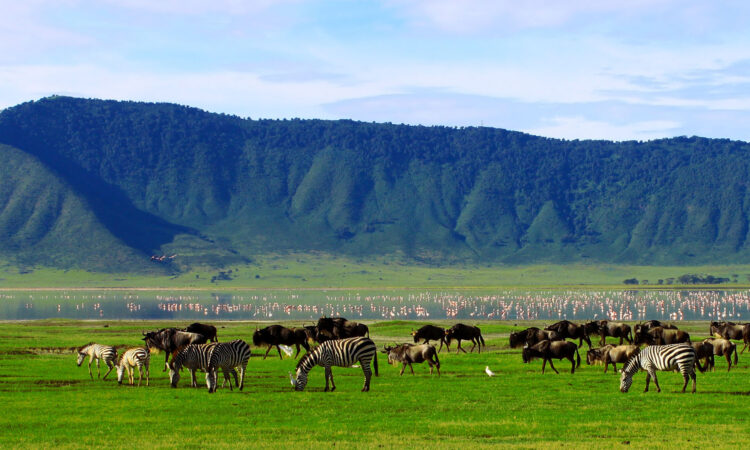 Herd of zebras and wildebeests grazing in Ngorongoro Crater with mountains in the background.