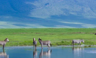 Zebras stand and wade through shallow water on the green plains of Ngorongoro Crater beneath a wide blue mountain backdrop.