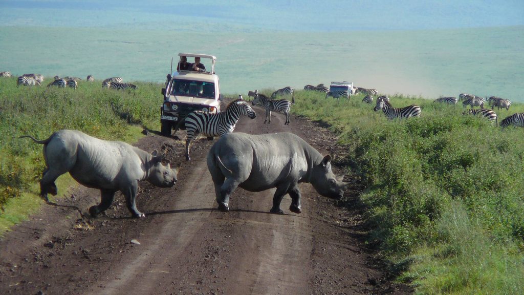 Two rhinoceroses crossing a dirt road with zebra in the background in Ngorongoro Crater.