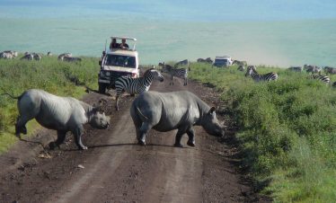 Two rhinoceroses crossing a dirt road with zebra in the background in Ngorongoro Crater.