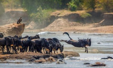 A herd of wildebeest crosses a river while one leaps from a rocky bank in Serengeti National Park, with a vulture perched above.