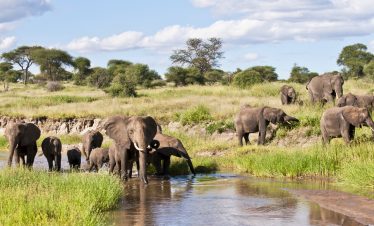 Gray elephants gathered at a waterhole in Tarangire National Park, Tanzania, with savanna grasses and scattered trees under a blue sky