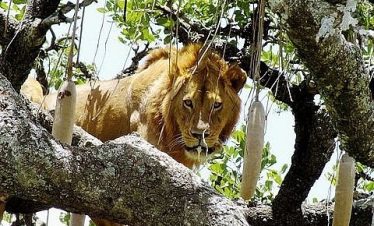 Golden lion perched in a tree within Serengeti National Park, sunlit branches and hanging vines form a natural canopy around the predator