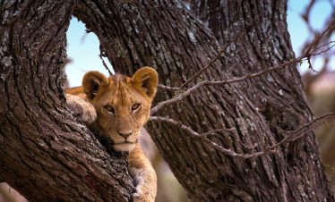 A young lion peers from the fork of a tree in Serengeti National Park, Tanzania, with rough bark and bare branches framing its face.
