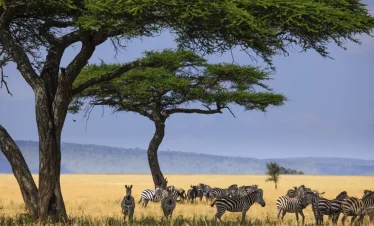 A herd of zebras grazes across the Serengeti plains beneath acacia trees in Tanzania, with open grassland and distant hills behind them.