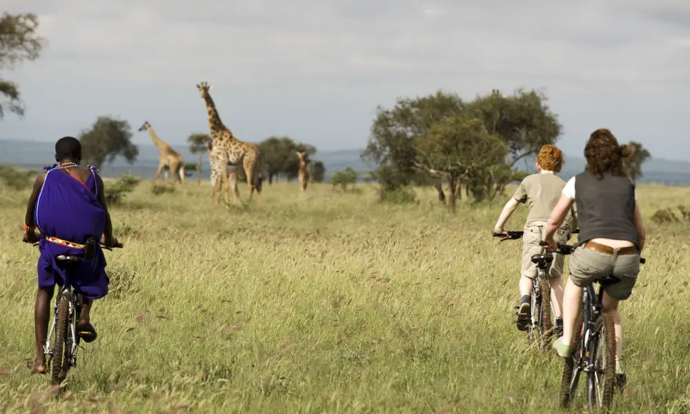 Two cyclists riding bicycles in a grassy area with giraffes in the background in Tanzania.