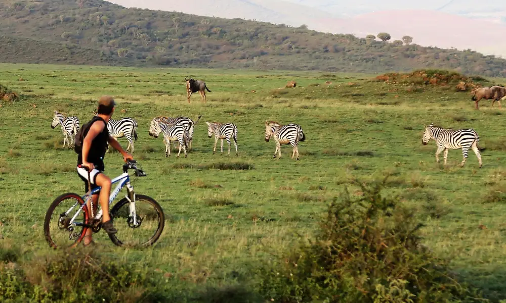 A mountain biker riding on a grassy field with zebras grazing in the background.