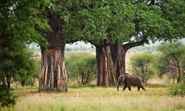 Gray elephant walking near large trees in Tarangire National Park with savanna grass and scattered shrubs, showcasing a wildlife scene in Tanzania