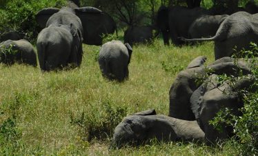 Gray elephants from Tarangire National Park herd grazing in grassy savanna with scattered trees, showcasing a tranquil wildlife scene in Tanzania