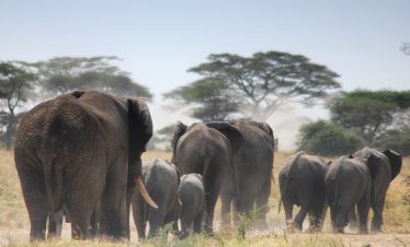 Herd of gray elephants walking through Tarangire National Park, Tanzania, across a dusty savanna with scattered trees and a pale blue sky