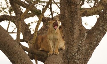 A lioness yawns with mouth wide open while resting on thick tree branches, framed by rough bark and pale sky in a wooded canopy.