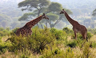 Two giraffes face each other among green shrubs and acacia trees in a misty savanna landscape, with hazy hills fading into the background.