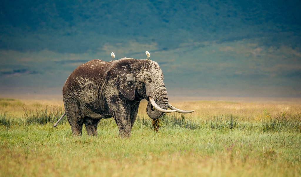 An elephant grazing in a grassland with birds perched on its back in a natural setting.