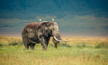 An elephant grazing in a grassland with birds perched on its back in a natural setting.