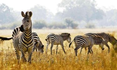 A small herd of zebras grazes across a sunlit grassland, with one zebra standing close to the camera and others spread behind it in the distance.