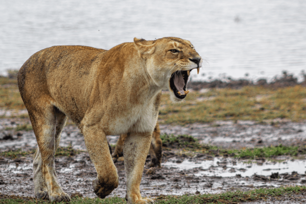 Lion King 6 Days Tanzania Wildlife Safari