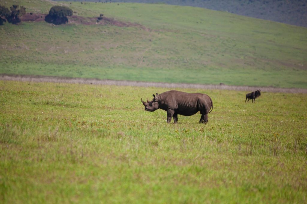 Rhino 5 Days Safari