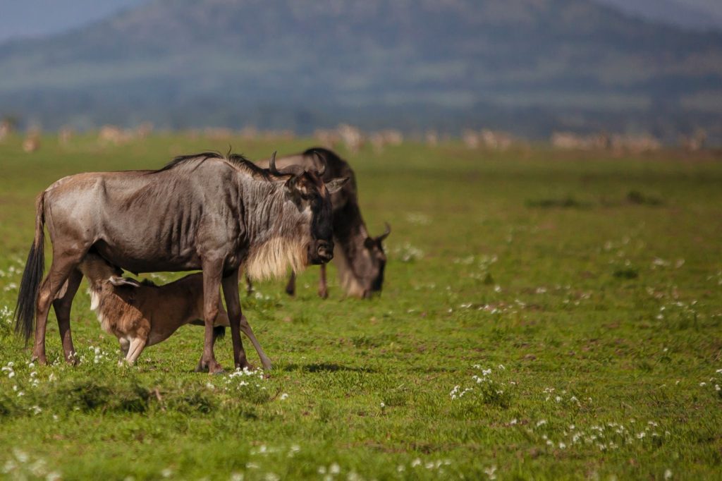 Wildebeest Migration 5 Days – Calving Season (January – March)