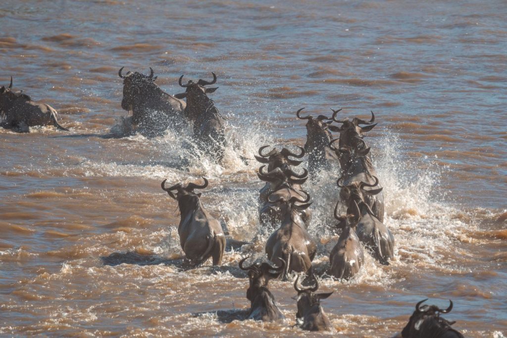 Wildebeest Migration 6 Days – River Crossing (July – October)
